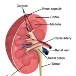 Anatomie a funkce ledvin