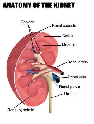 Anatomie ledvin