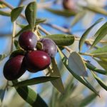 Olivový olej jako zázrak středomořské kuchyně i v kosmetice