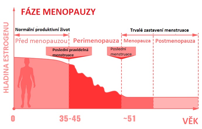 Fáze menopauzy - ilustrace