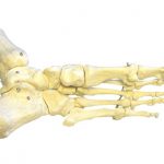 Osteoporóza – hrozí řídnutí kostí i vám?