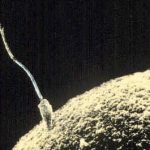 Vyšetření spermií – co vše prozradí?
