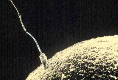 spermie-zdravi
