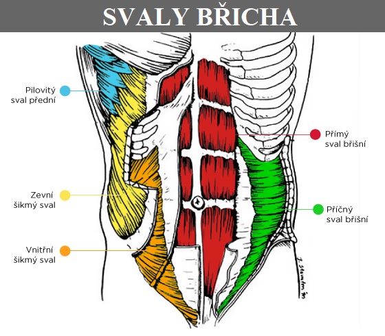 Toto jsou svaly břicha.