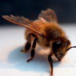 Včely cítí nádor: Na test stačí jediný výdech z plic