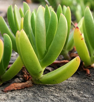 Aloe vera a její účinky na zdraví