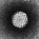 HPV virus neboli lidský papillomavirus – základní informace