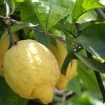 Citrony jako prevence proti rakovině