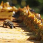 Propolis – je snad zázračný? Jaké jsou účinky propolisu na zdraví?