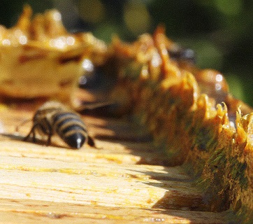 Propolis - je snad zázračný? Jaké jsou účinky propolisu na zdraví?