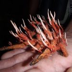 Housenice čínská (Cordyceps sinensis) – tibetský klenot a všelék