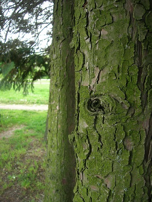 Kůra ze stromů a keřů pomůže vašemu zdraví. Nevěříte? Čtěte!