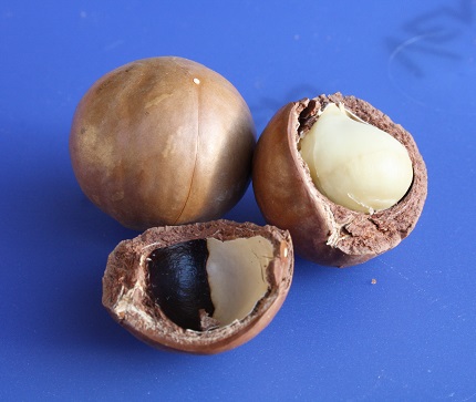 Makadamiový ořech