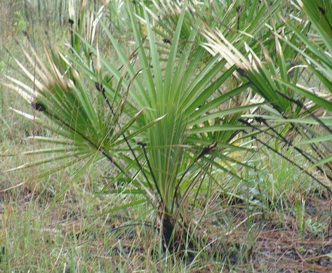 Rostlina Saw Palmetto