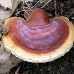 Reishi neboli Lingzhi (Lesklokorka lesklá) – zázračná houba pro naše zdraví