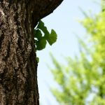 Ginko (ginkgo) biloba (neboli Jinan dvoulaločný) a zdraví – kdy vám pomůže?