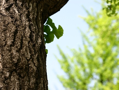 Jinan dvoulaločný - ginkgo biloba