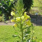 Pupalka dvouletá (Oenothera biennis) – zdraví prospěšná bylina