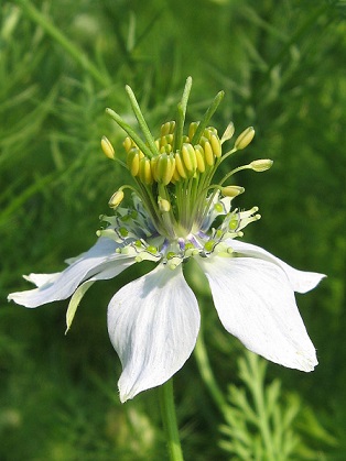 Černý kmín (Nigella sativa) a olej z černého kmínu