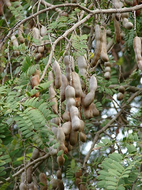 Tamarind - exotické ovoce pro zdraví i hubnutí