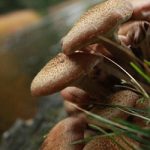 Léčivé houby z lesa – perfektní pro naše zdraví