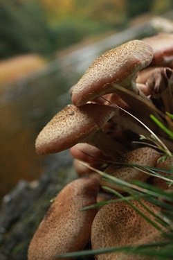Léčivé houby z lesa