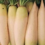 Bílá ředkev Daikon a zdraví – plná vitamínu C