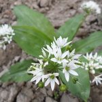 Medvědí česnek (Allium ursinum) a zdraví – má opravdovou léčivou sílu