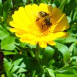 Apiterapie – léčba včelími produkty – funguje?