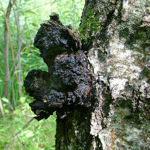 Léčivá houba Čaga sibiřská (Chaga)
