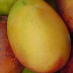 Mango a zdraví – je plné antioxidantů