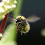 Včelí mateří kašička a zdraví – jaké má účinky?