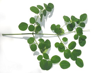 moringa