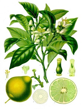 bergamot