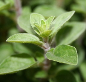 Oregano, ze kterého se oregánový olej vyrábí...