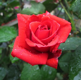 Růže - pro krásu i zdraví