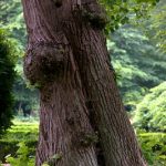 Léčivá síla stromů a lesů – stromy a zdraví – na co který strom pomůže?