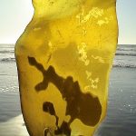 Kelp a zdraví – s těmito mořskými řasami budeme fit