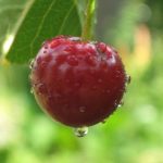 Třešně a zdraví – krásně čistí játra a ledviny
