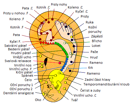 Akupunkturní body ucha