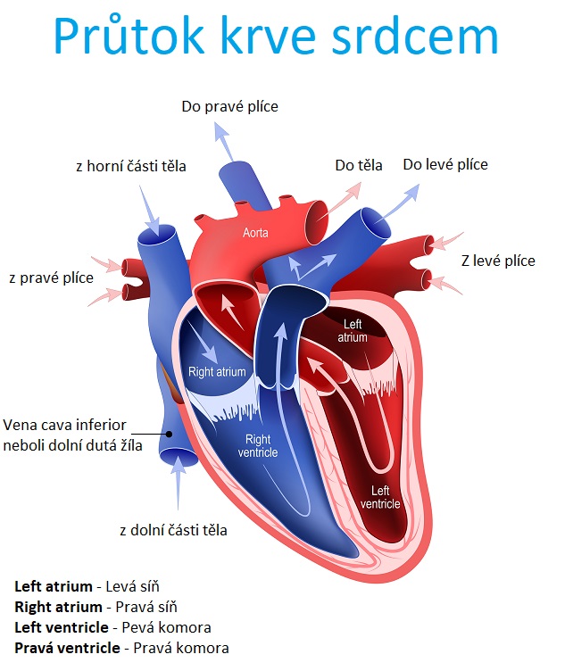 Obrázek: Průtok krve srdcem