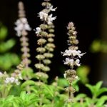 Tulsi neboli bazalka posvátná – nekorunovaná královna bylin