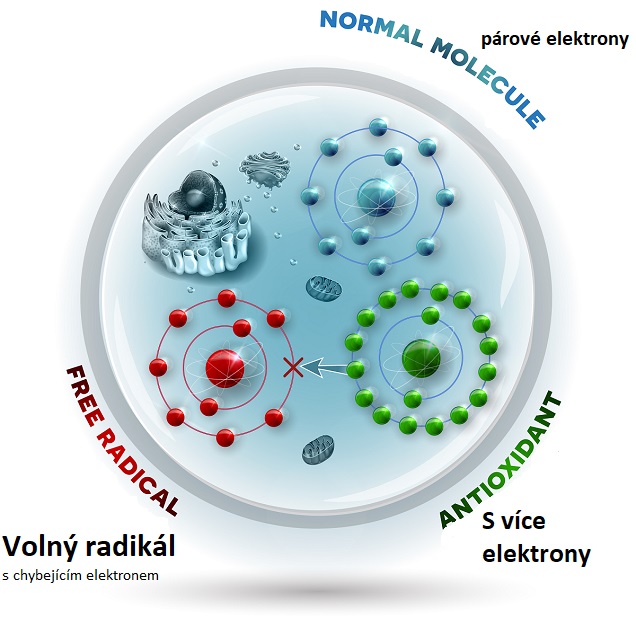 Volný radikál - antioxidant - normální molekula