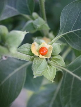 Ašvaganda (Ašvagandha či Ashwagandha) - indický ženšen, ajurvédská bylinka