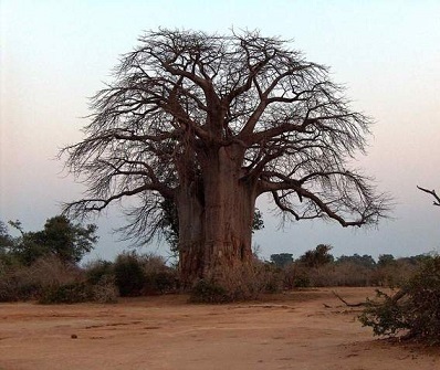 Baobab a zdraví - plný vitamínu C a antioxidantů