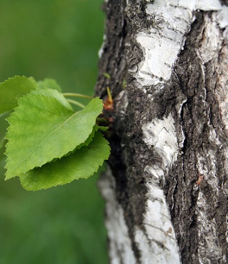 Březový cukr je vzhledem stejný jako běžný cukr, je stejně použitelný, avšak má o 40% nižší kalorickou hodnotu