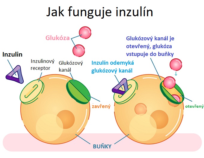 Jak funguje inzulín - ilustrace