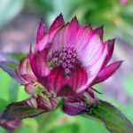 Bachova květová terapie: Tajemná energie květových esencí dokáže zharmonizovat tělo, mysl i duši