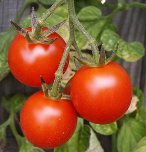 Rajčata obsahují lykopeny a mají vysoký obsah antioxidantů, které bojují proti volným radikálům v těle.