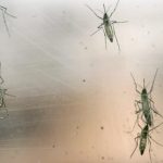 Virus Zika je v Česku! Jsou obavy na místě?